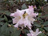 Rhododendron Jasminiflorum Hook subsp Jasminiflorum (fam. Ericacees) (Malaisie) (Photo F. Mrugala, Lyon, Parc de la tete d'or) (3)